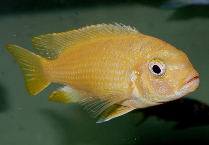 Maylandia phaeos 'Hai Reef'